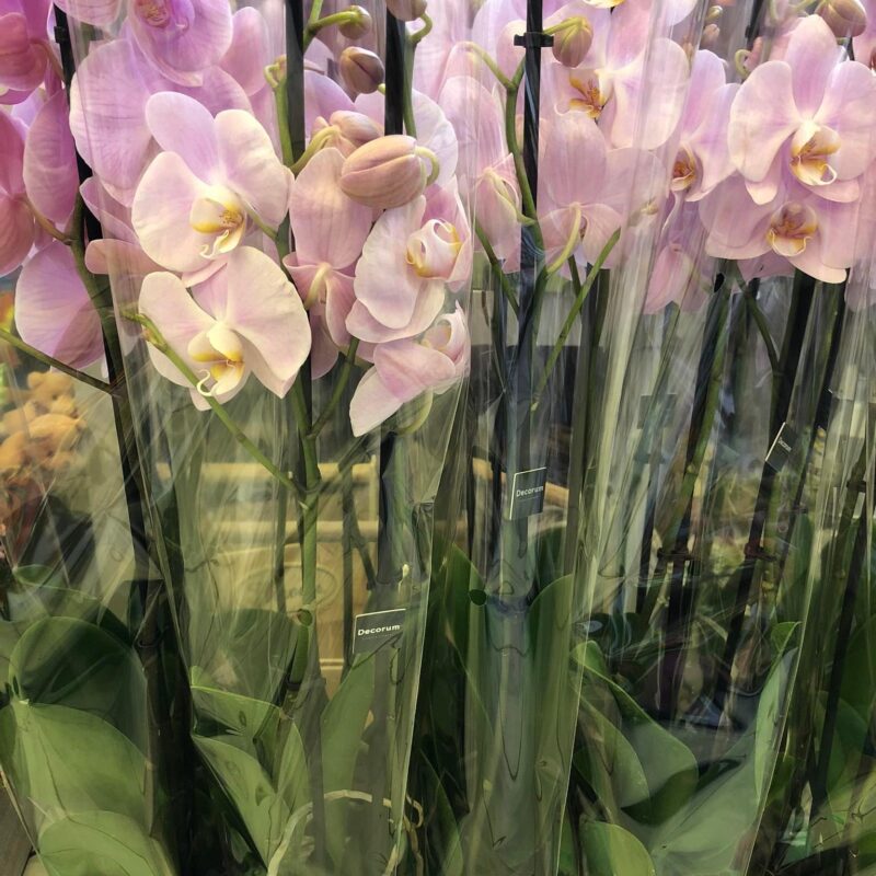 Kvetinárstvo Hadzima - Črepníková izbová rastlina 2