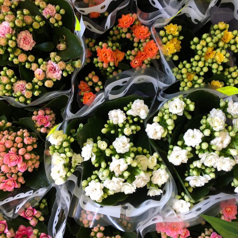 Kvetinárstvo Hadzima - Črepníková izbová rastlina 4