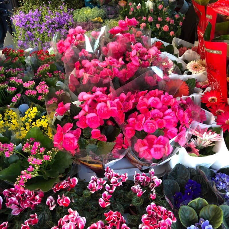 Kvetinárstvo Hadzima - Črepníková izbová rastlina 5