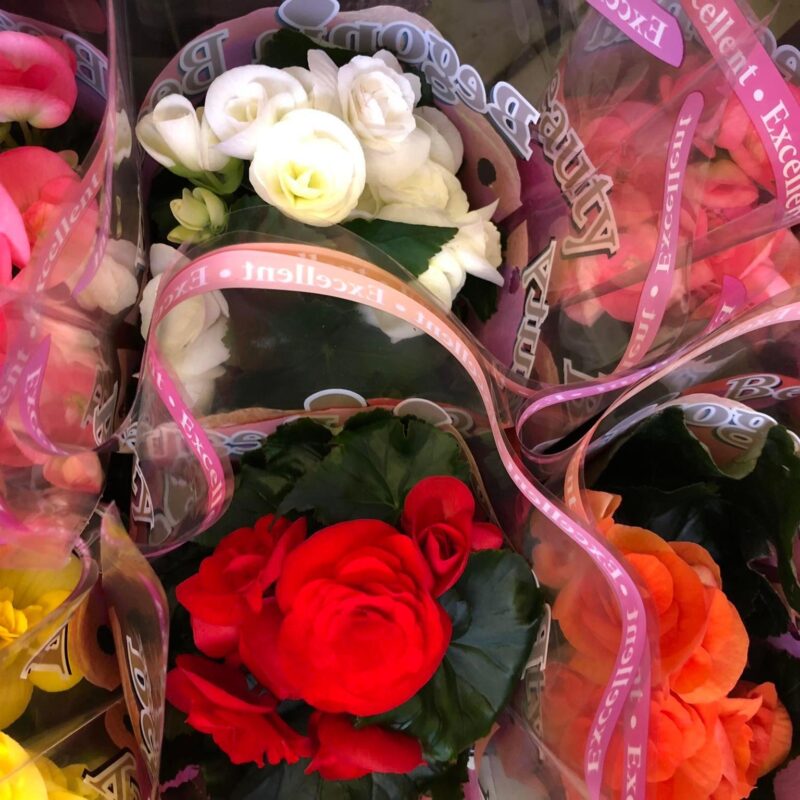 Kvetinárstvo Hadzima - Črepníková izbová rastlina 8