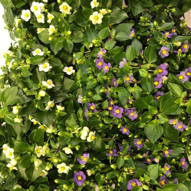 Kvetinárstvo Hadzima - Črepníková izbová rastlina 9