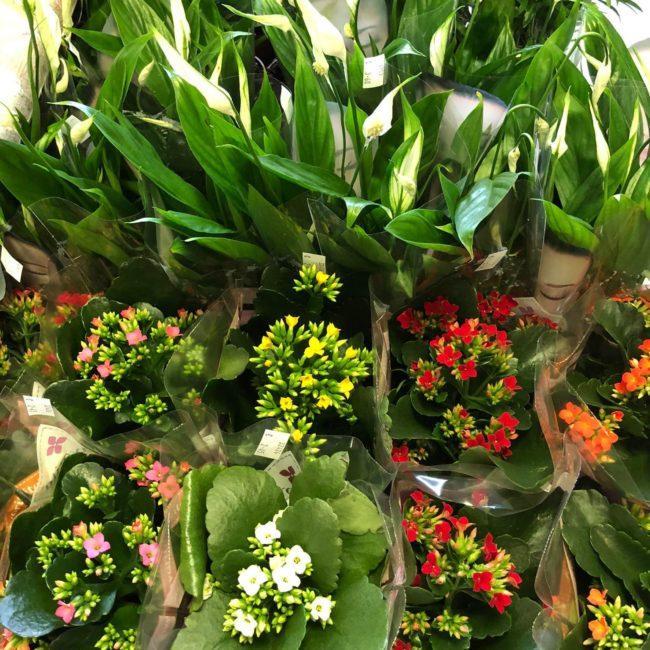 Kvetinárstvo Hadzima - Črepníková izbová rastlina 10