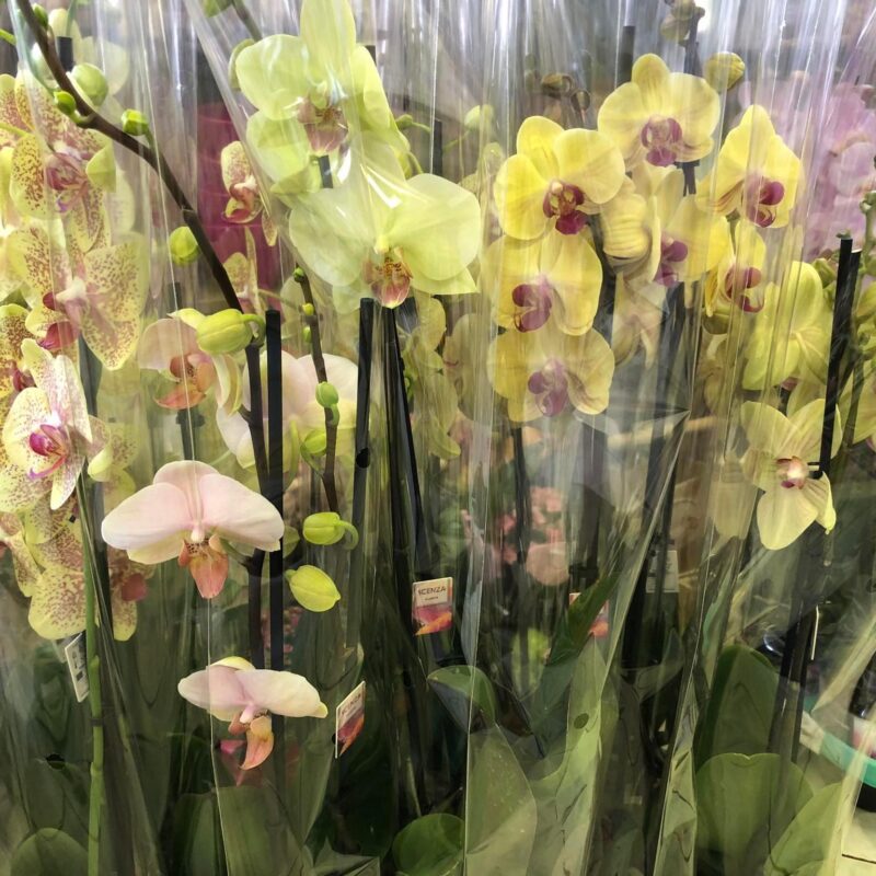 Kvetinárstvo Hadzima - Črepníková izbová rastlina 11