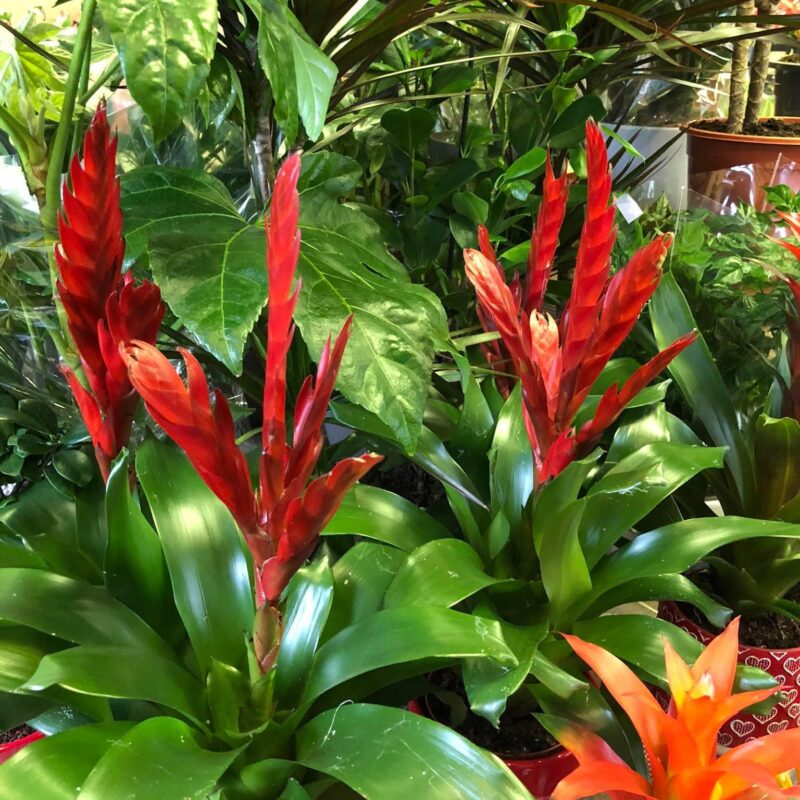 Kvetinárstvo Hadzima - Črepníková izbová rastlina 12