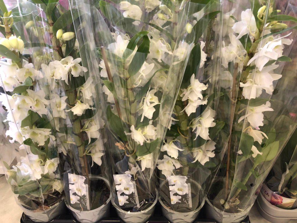 Kvetinárstvo Hadzima - Črepníková izbová rastlina 13
