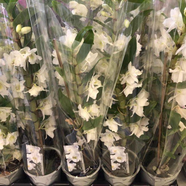 Kvetinárstvo Hadzima - Črepníková izbová rastlina 13