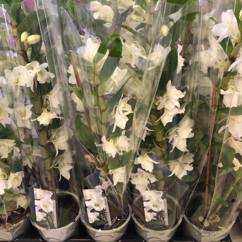 Kvetinárstvo Hadzima - Črepníková izbová rastlina 13