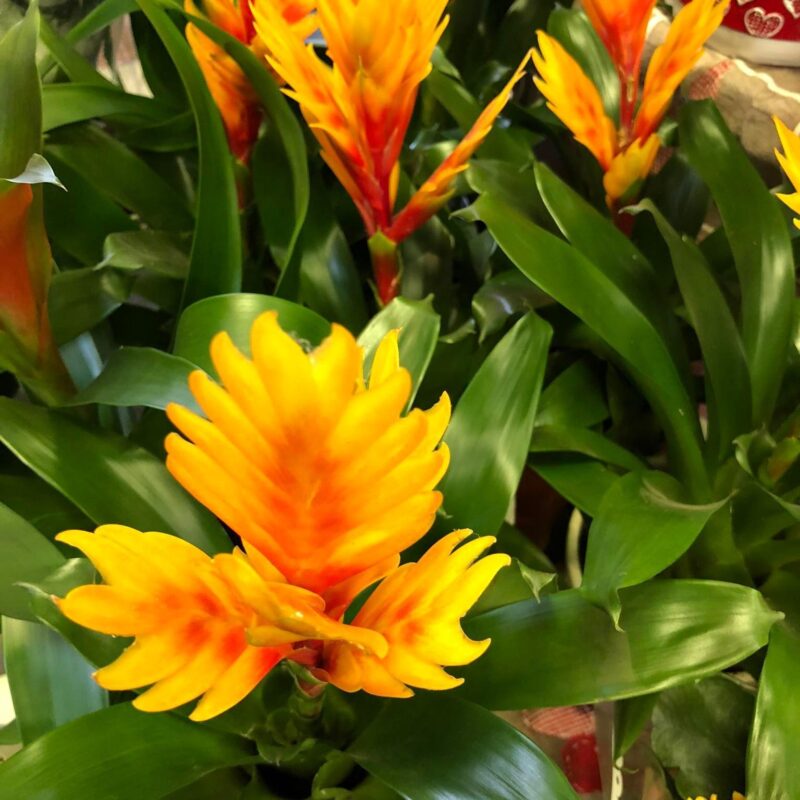 Kvetinárstvo Hadzima - Črepníková izbová rastlina 14