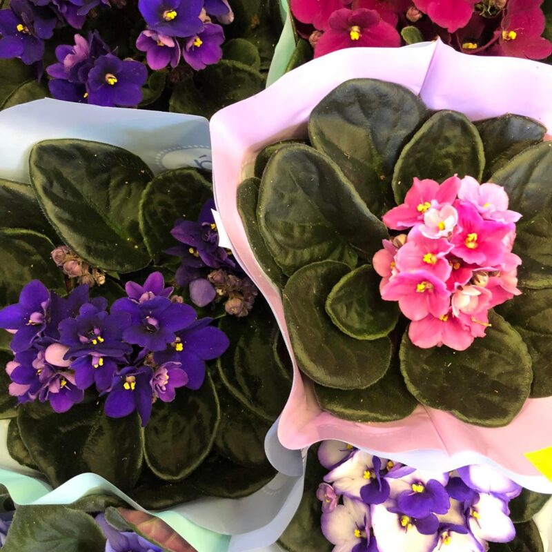 Kvetinárstvo Hadzima - Črepníková izbová rastlina 15