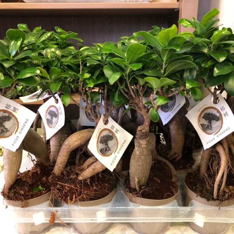 Kvetinárstvo Hadzima - Črepníková izbová rastlina 16