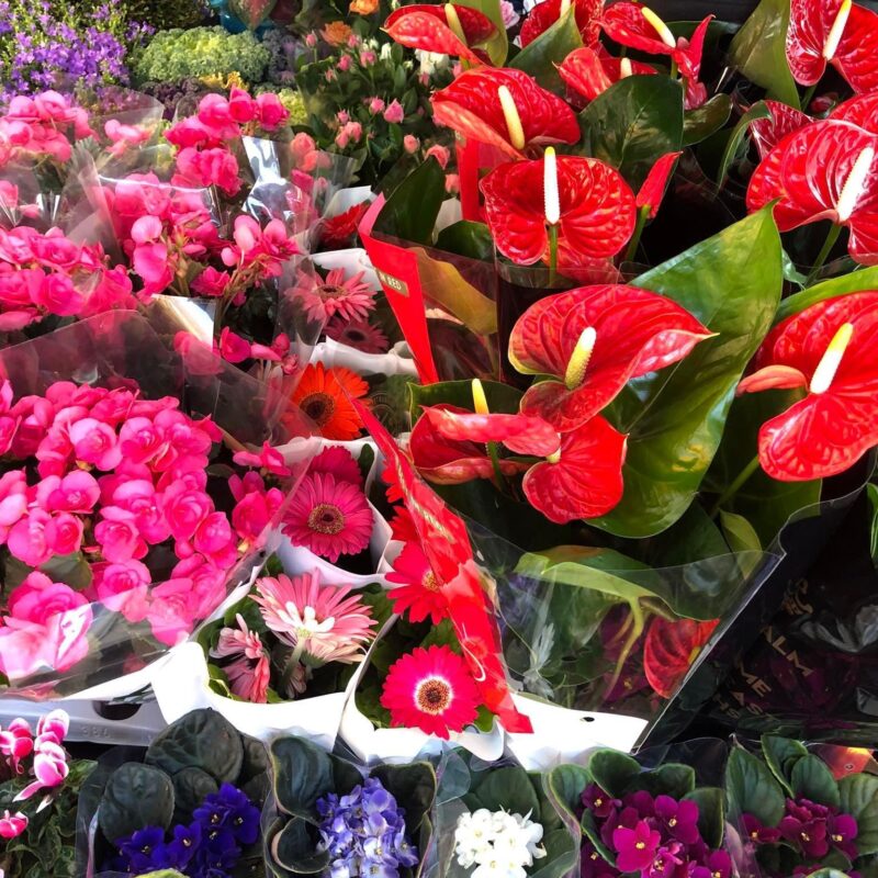 Kvetinárstvo Hadzima - Črepníková izbová rastlina 17