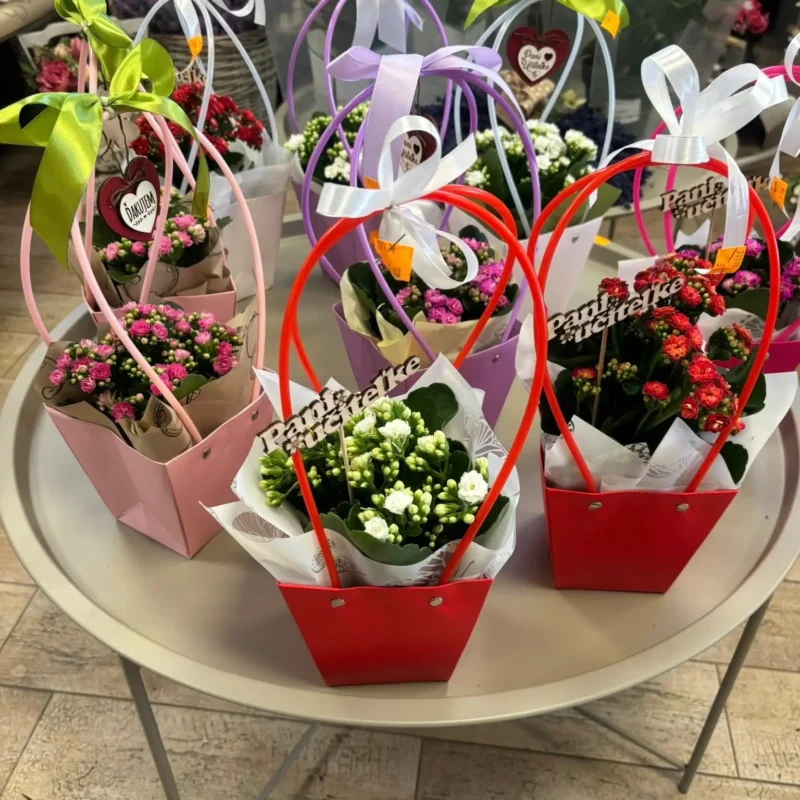 Kvetinárstvo Hadzima Plant Špačince