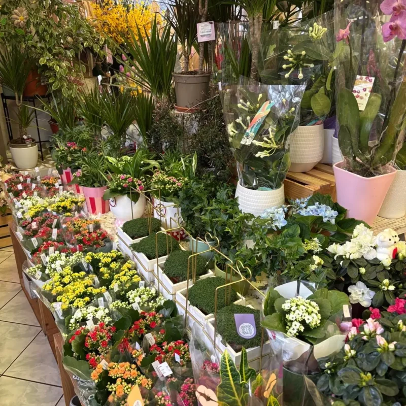 Kvetinarstvo Hadzima Plant Trnava