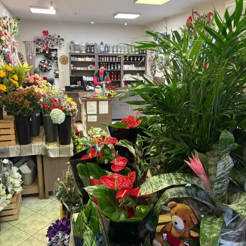 Kvetinarstvo Hadzima Plant Trnava
